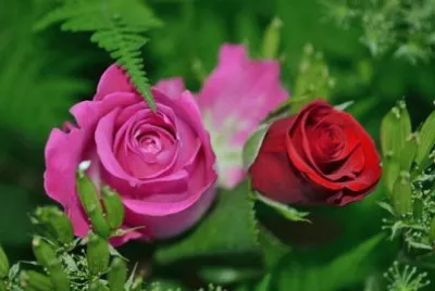 Imagem jigsaw puzzle
