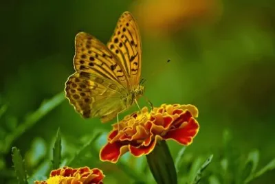 Imagem jigsaw puzzle