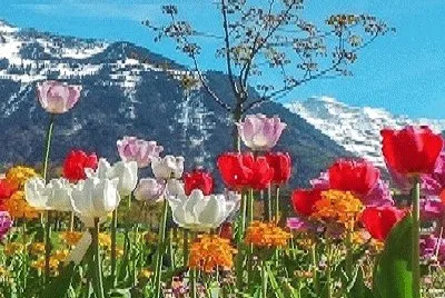 paisaje jigsaw puzzle