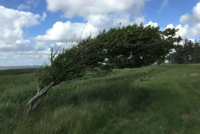 kiter