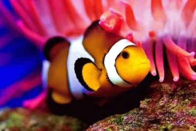 Nemo Clown Fish