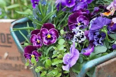flores