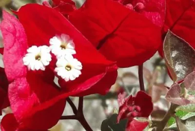 flores