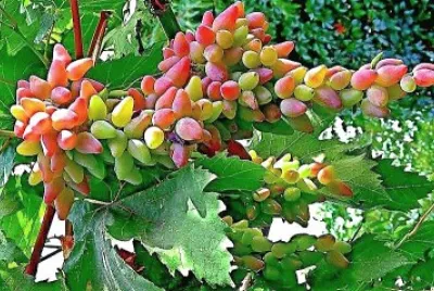 frutas