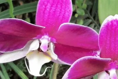 flores