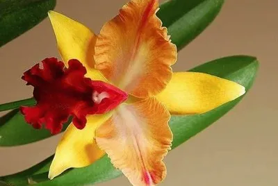 flores