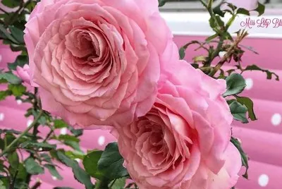 flores