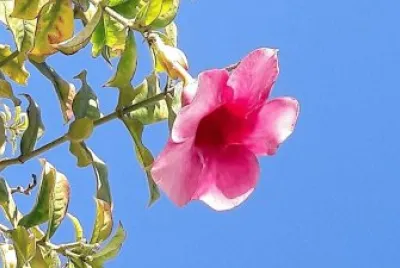 flores