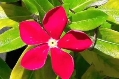 flores