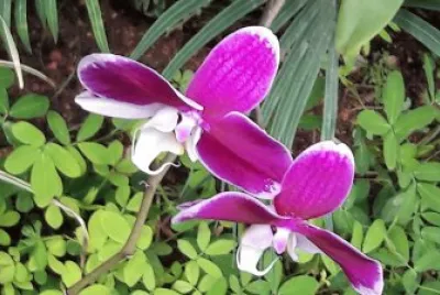 flores