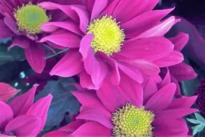 flores
