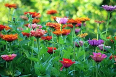 Imagem jigsaw puzzle