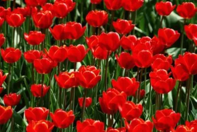 Imagem jigsaw puzzle
