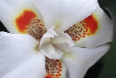 flores