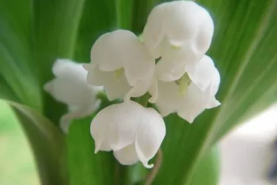 Muguet