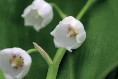 Muguet