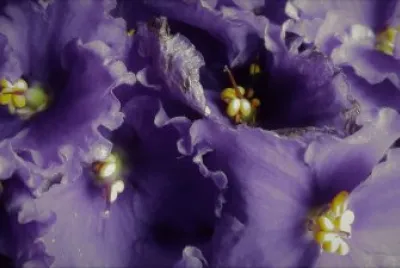 flores