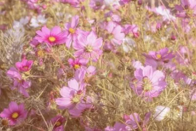 Imagem jigsaw puzzle