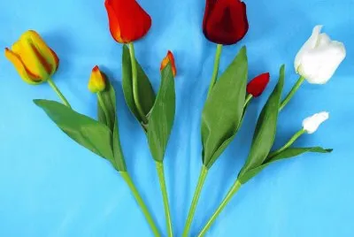 flores