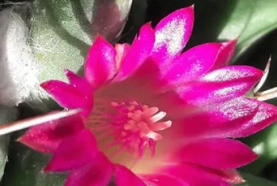 flores