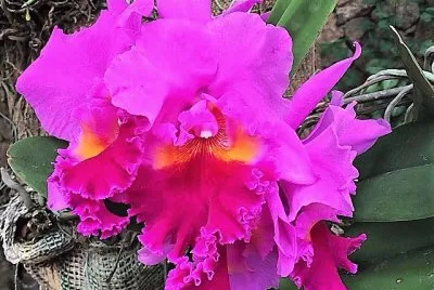 flores