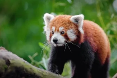 Imagem jigsaw puzzle