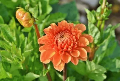 Imagem jigsaw puzzle