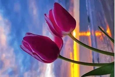 flores