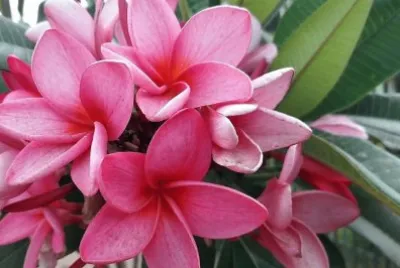 flores
