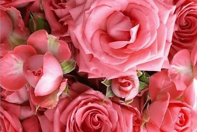 flores