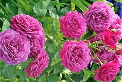 flores