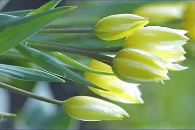 flores