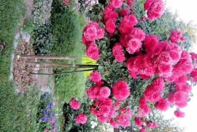 flores