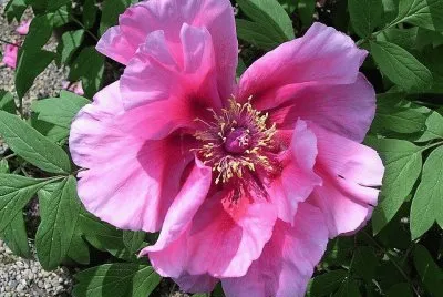 flores