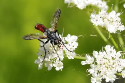Cylindromya pilipes