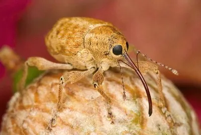 Curculio occidentis jigsaw puzzle