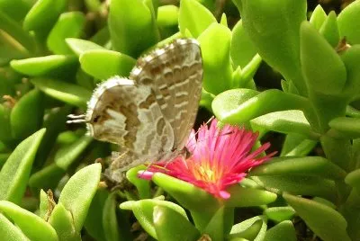 Cacureus marshalli