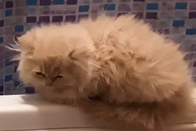 Persiano rosso