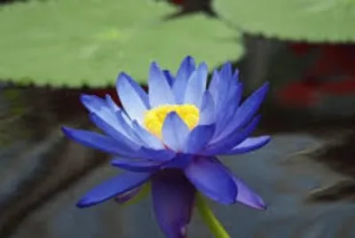 OK