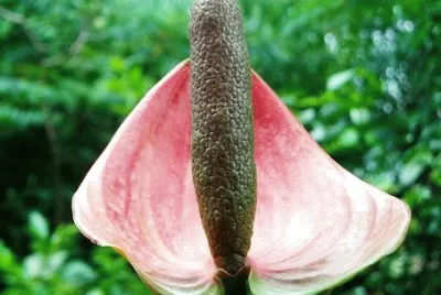 OK