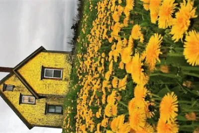 flores