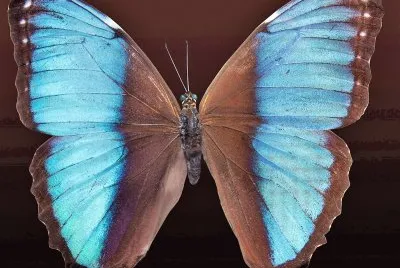 natural