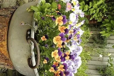 flores
