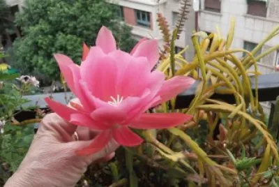flor de la pluma de Sta. Teresa