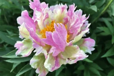 flores