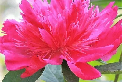 flores