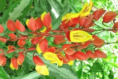 flores