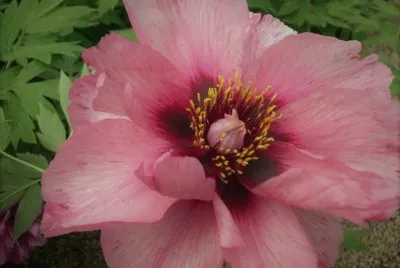 flores