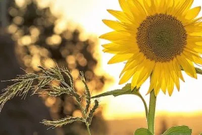 flores