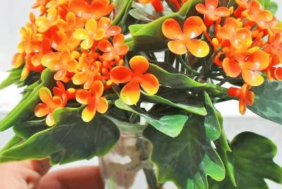 flores